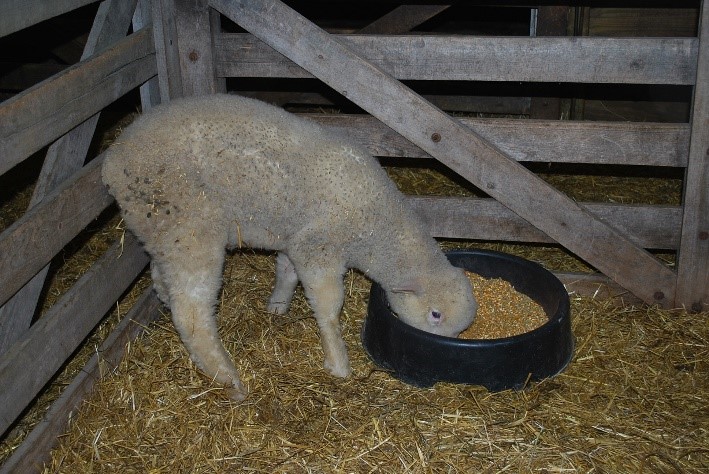 polio lamb after recovery